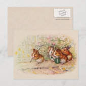 Carte Postale La plantation de cochons de Guinée dans le jardin (Devant / Derrière)