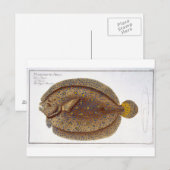 Carte Postale La plaque Argus Flounder (Pleuronectes Argus) XLVI (Devant / Derrière)
