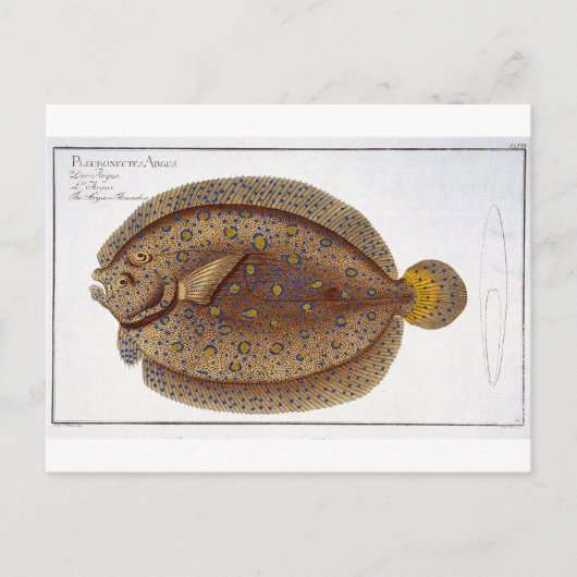 Carte Postale La plaque Argus Flounder (Pleuronectes Argus) XLVI (Devant)