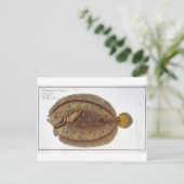 Carte Postale La plaque Argus Flounder (Pleuronectes Argus) XLVI (Debout devant)