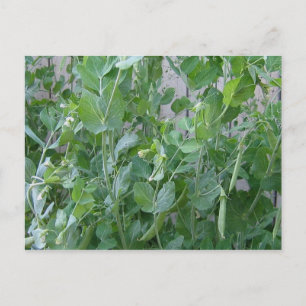 Carte Postale La princesse et le pois