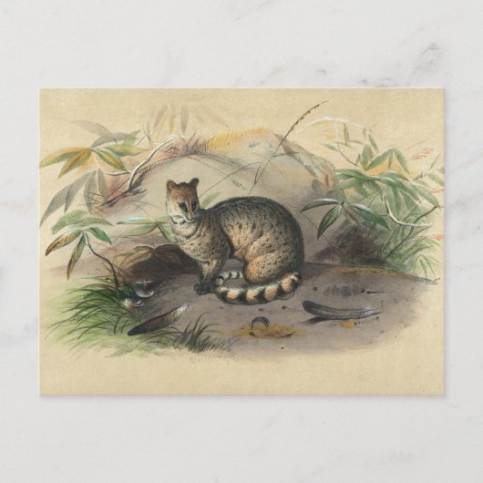 Carte Postale La Rasse de Joseph Wolf (Devant)