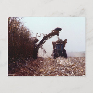 Carte Postale La récolte de canne à sucre