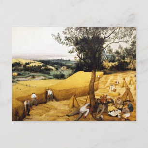 Carte Postale La récolte de maïs - 1565