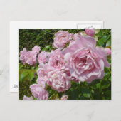 Carte Postale La Reine De Suède Roses (Devant / Derrière)