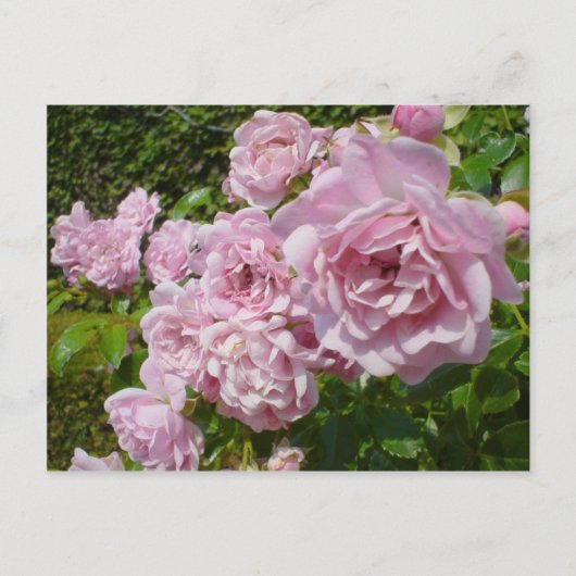 Carte Postale La Reine De Suède Roses (Devant)