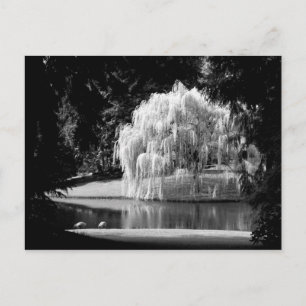 Carte Postale La réserve de Bloedel