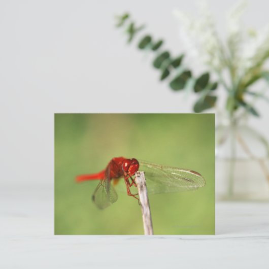 Carte Postale La réserve naturelle de Thomas Baines, Eastern Cap (Debout devant)