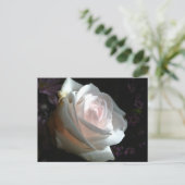 Carte Postale La Rose Blanche (Debout devant)