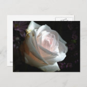 Carte Postale La Rose Blanche (Devant / Derrière)