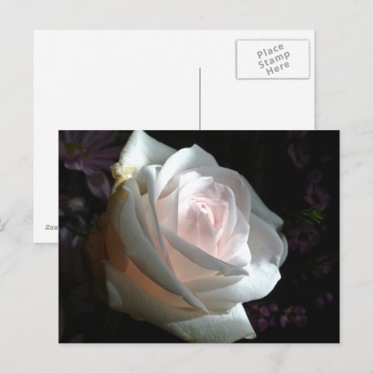 Carte Postale La Rose Blanche (Devant / Derrière)