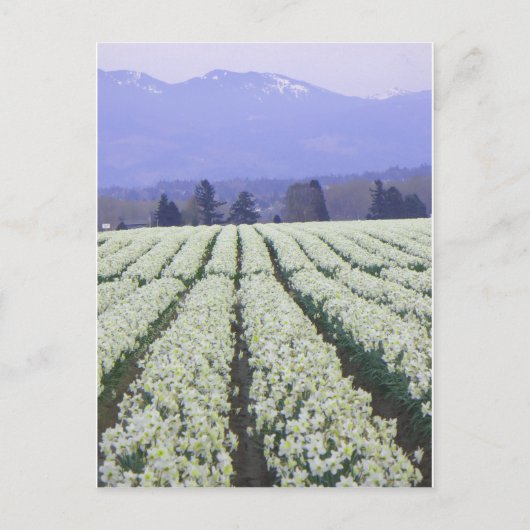 Carte Postale La route du paradis (Devant)