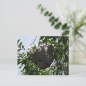 Carte Postale La ruche d'abeilles Hornet Nichée dans l'arbre (Debout devant)