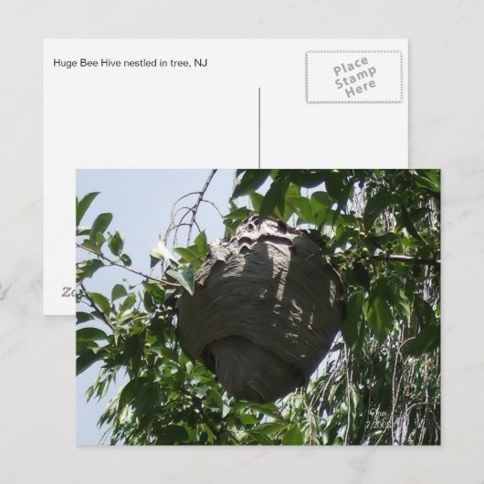 Carte Postale La ruche d'abeilles Hornet Nichée dans l'arbre (Devant / Derrière)