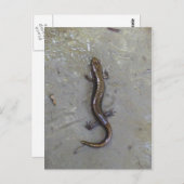 Carte Postale La Salamander (Devant / Derrière)