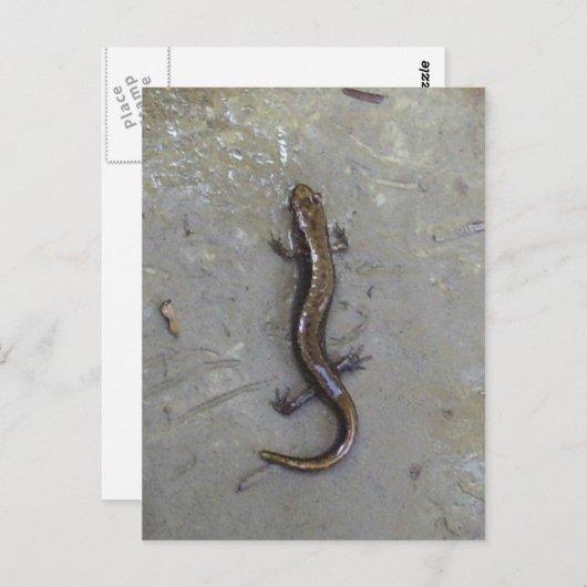 Carte Postale La Salamander (Devant / Derrière)