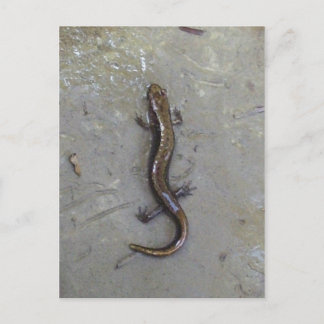 Carte Postale La Salamander