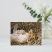 Carte Postale La sieste des petits (Debout devant)