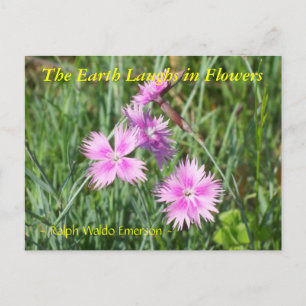 CARTE POSTALE LA TERRE RIME EN FLEURS - DIANTHUS