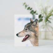 Carte Postale La tête de Wolf (Debout devant)