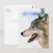 Carte Postale La tête de Wolf (Devant / Derrière)