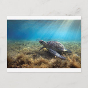 Carte Postale La tortue de mer verte se relaxant sous l'eau