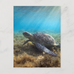 Carte Postale La tortue de mer verte se relaxant sous l'eau