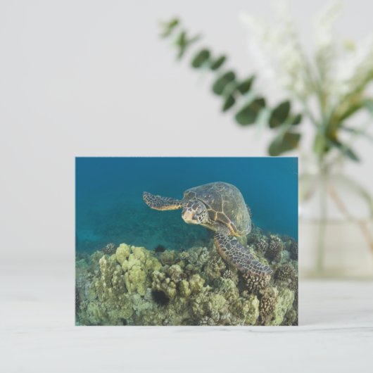 Carte Postale La tortue verte, (Chelonia mydas), est le (Debout devant)