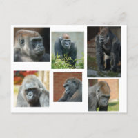 La troupe de Gorilla