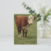 Carte Postale La vache à Hereford indique bonjour (Debout devant)