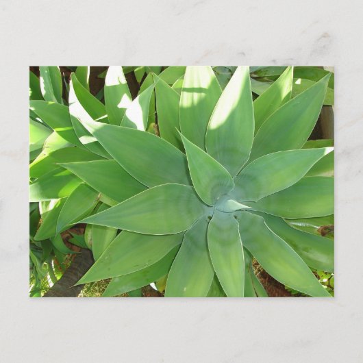 Carte Postale La verdure (Devant)