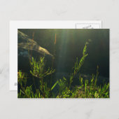 Carte Postale La verdure (Devant / Derrière)