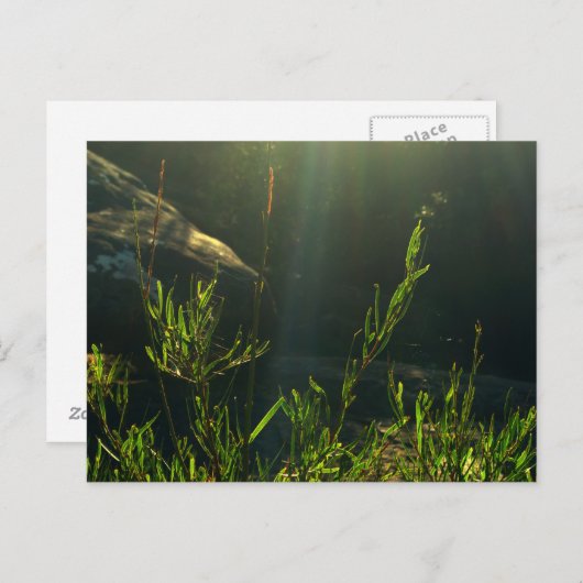 Carte Postale La verdure (Devant / Derrière)