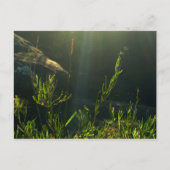 Carte Postale La verdure (Devant)