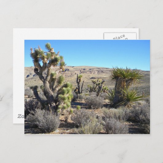 Carte Postale La verdure du désert (Devant / Derrière)