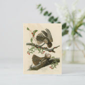 Carte Postale La veuve de Chuck-will - Les oiseaux d'Amérique d' (Debout devant)