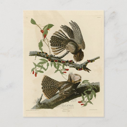 Carte Postale La veuve de Chuck-will - Les oiseaux d'Amérique d' (Devant)