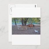 Carte Postale La vie au ranch (Devant / Derrière)