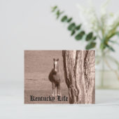 Carte Postale La vie du Kentucky (Debout devant)