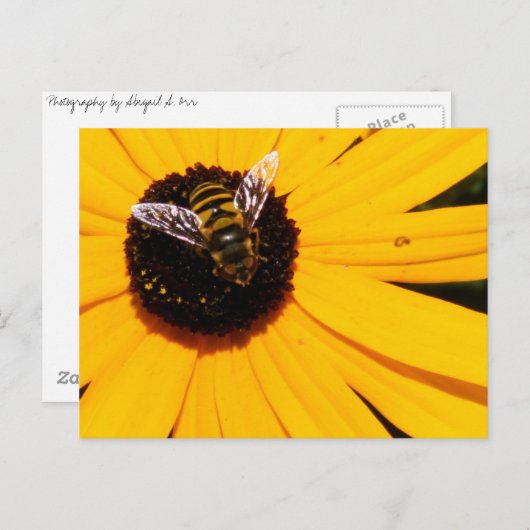 Carte Postale La vie d'une abeille (Devant / Derrière)