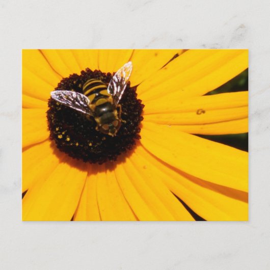 Carte Postale La vie d'une abeille (Devant)