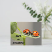 Carte Postale La vie est belle - Ladybug (Debout devant)
