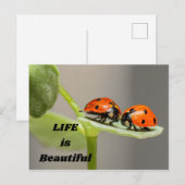 Carte Postale La vie est belle - Ladybug (Devant / Derrière)