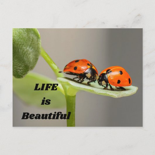 Carte Postale La vie est belle - Ladybug (Devant)