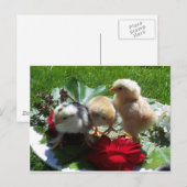 Carte Postale la vie est drôle petits oiseaux (Devant / Derrière)