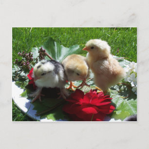 Carte Postale la vie est drôle petits oiseaux