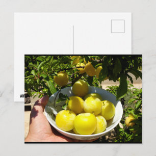 Carte Postale La vie est un bol de prunes
