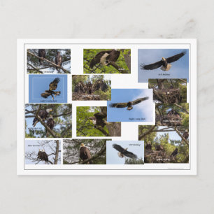 Carte Postale La vie familiale de l'aigle