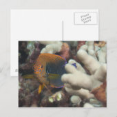Carte Postale La vie sous-marine; POISSON : Un portrait d'un Pot (Devant / Derrière)