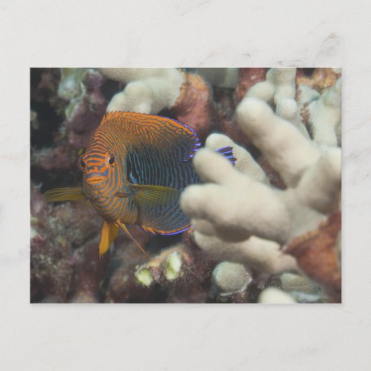 Carte Postale La vie sous-marine; POISSON : Un portrait d'un Pot (Devant)